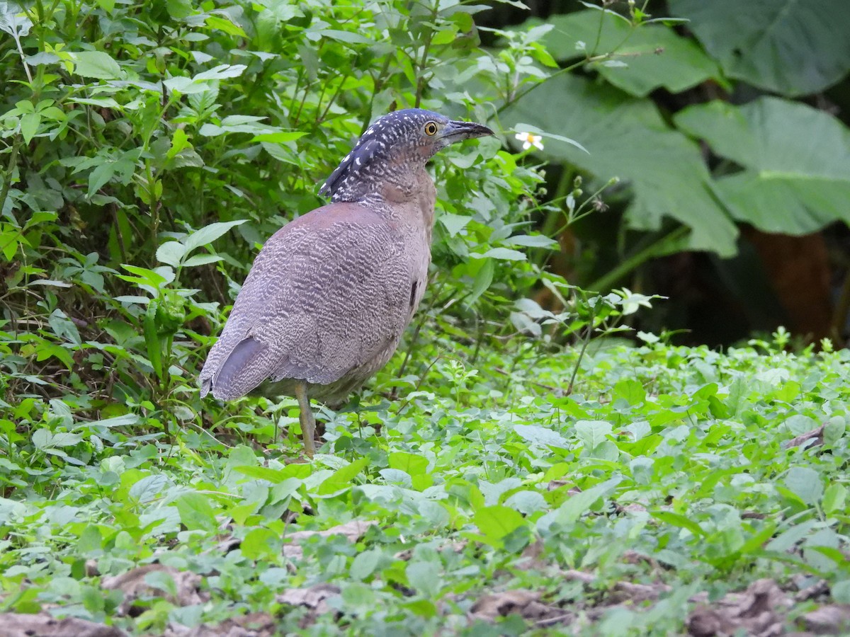 Malayan Night Heron - ML646391459