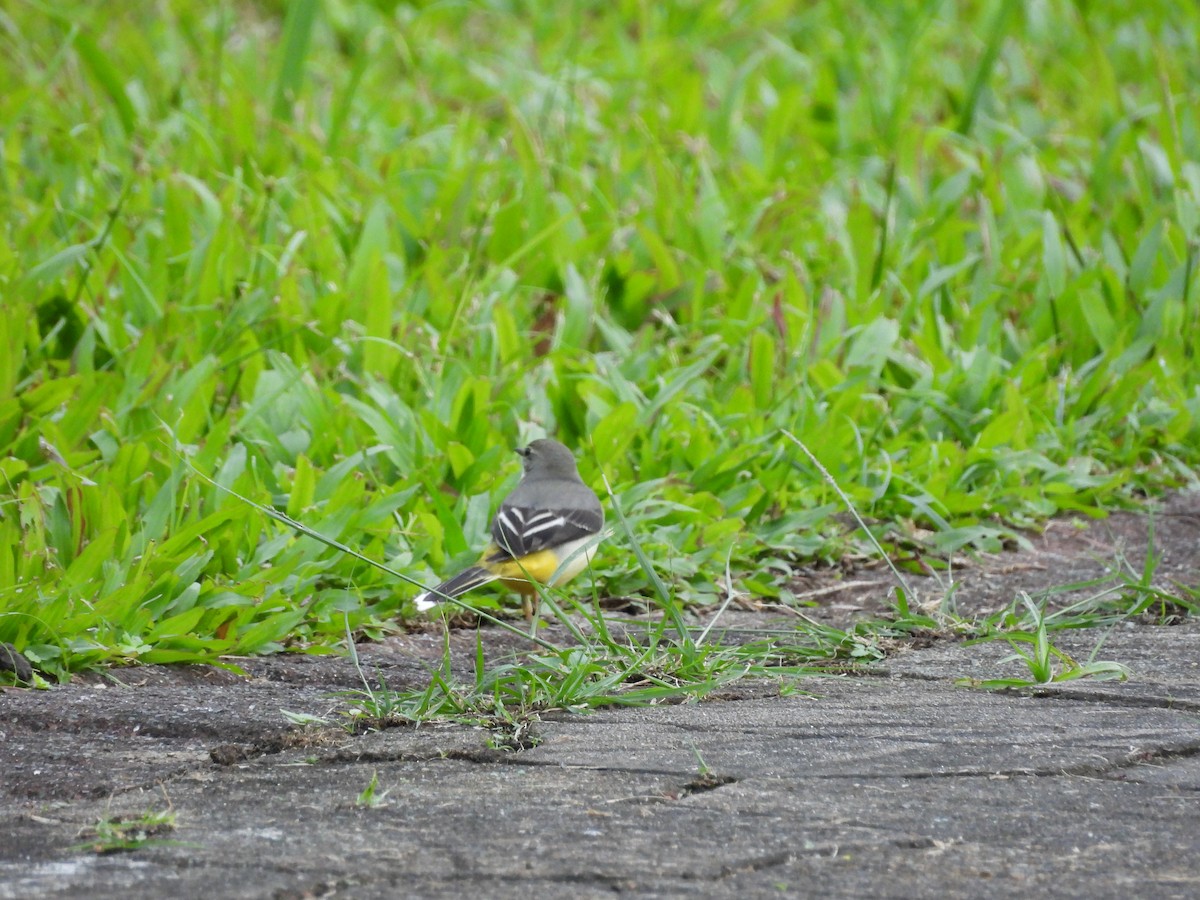 Gray Wagtail - ML646391461