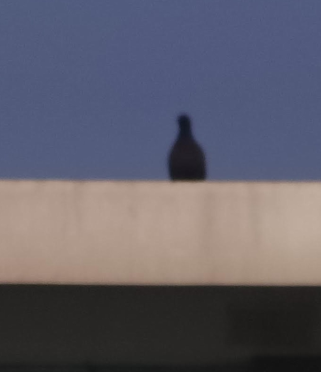 カワラバト（ドバト、家畜型） - ML646391466