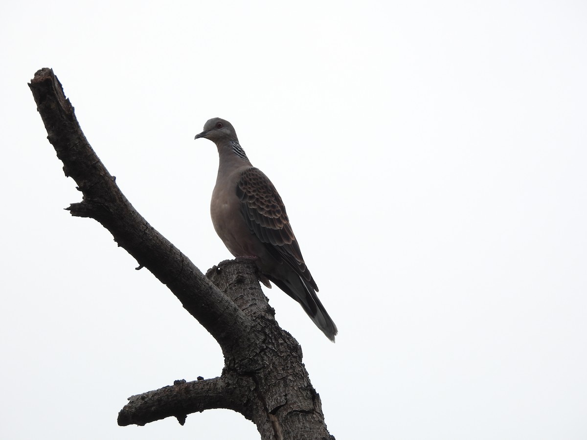 Oriental Turtle-Dove - ML646391467