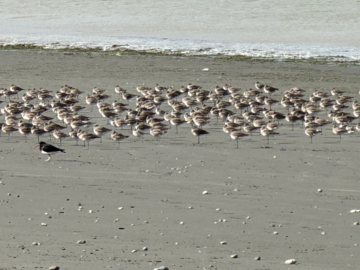 Hudsonian Godwit - ML646391469