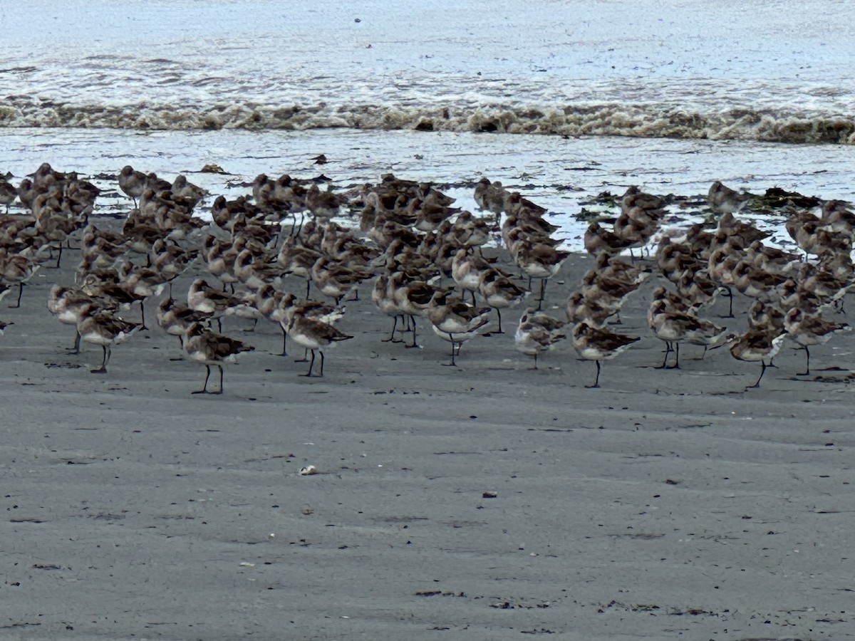 Hudsonian Godwit - ML646391470