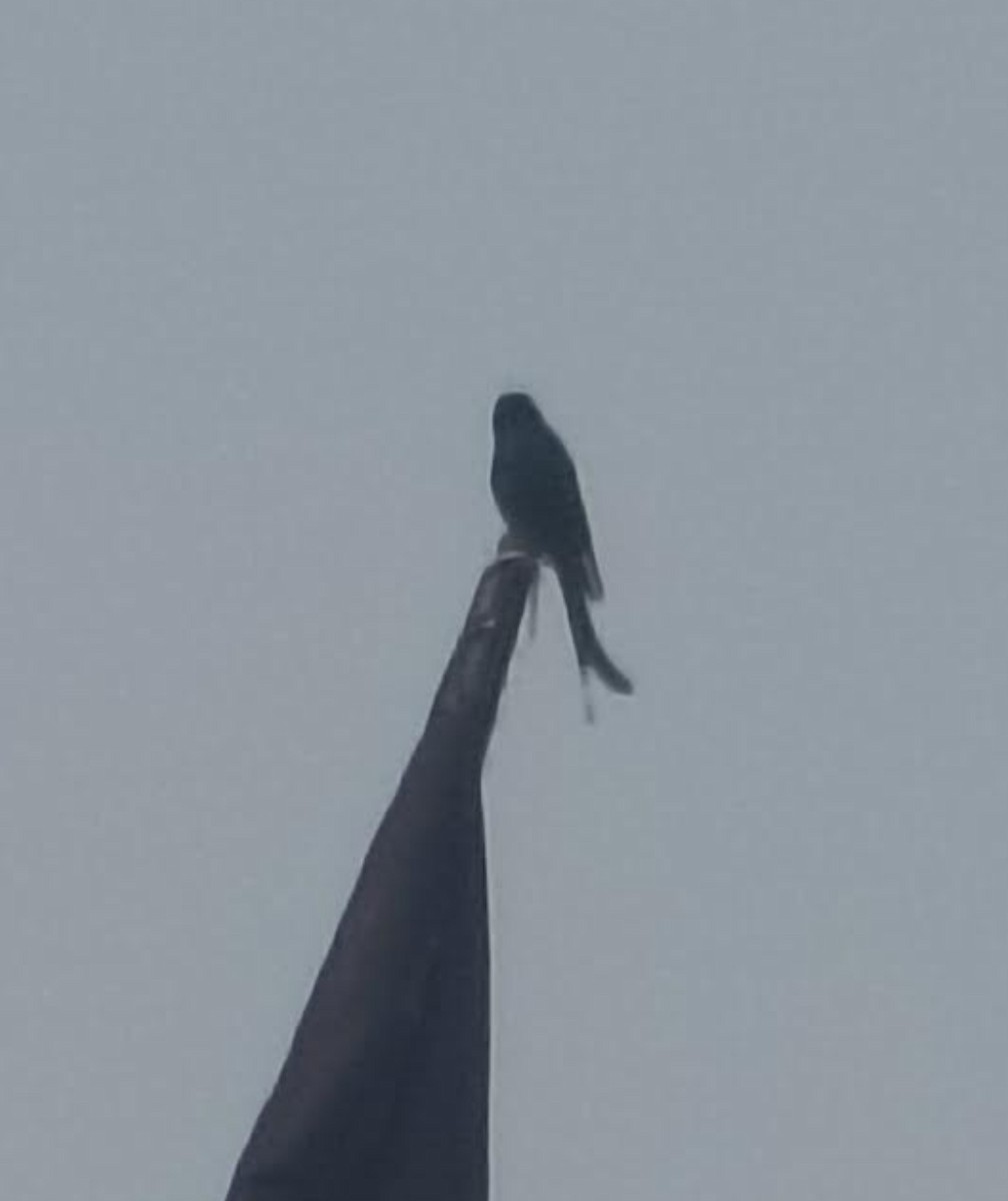 オウチュウ - ML646391473