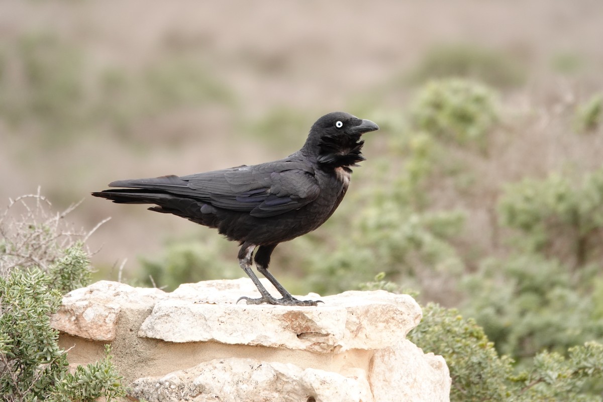 Little Crow - ML646391474