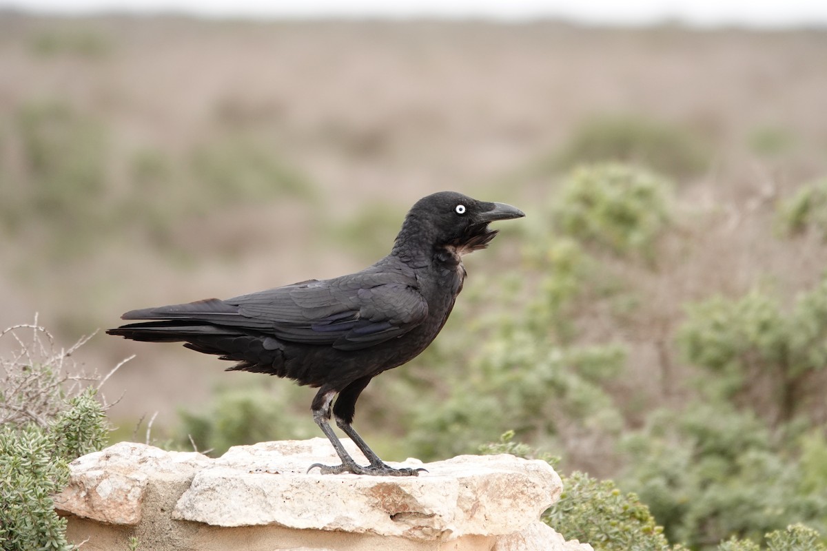 Little Crow - ML646391475