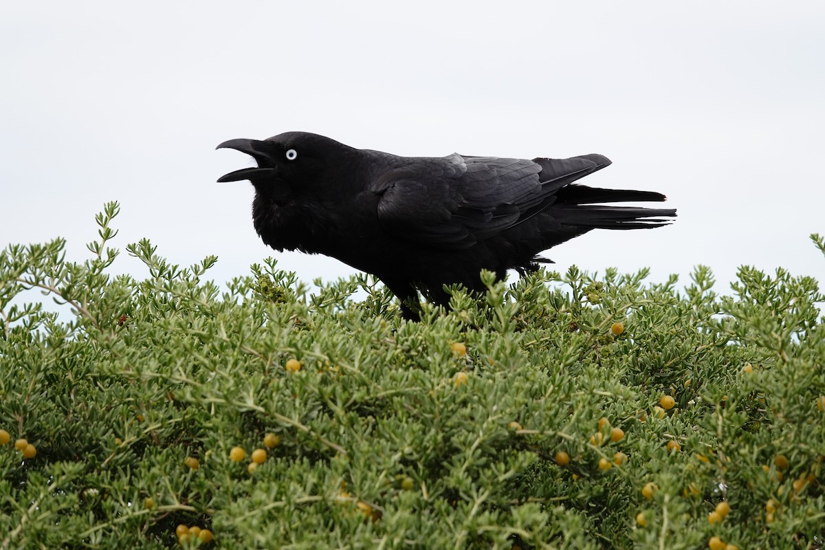 Little Crow - ML646391476