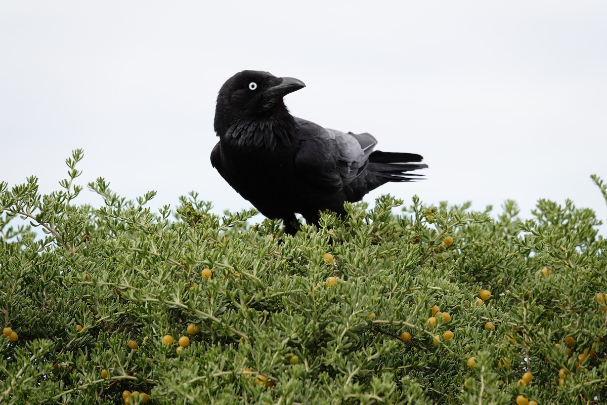 Little Crow - ML646391477