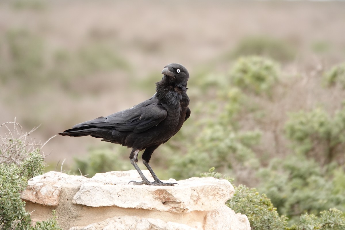 Little Crow - ML646391478