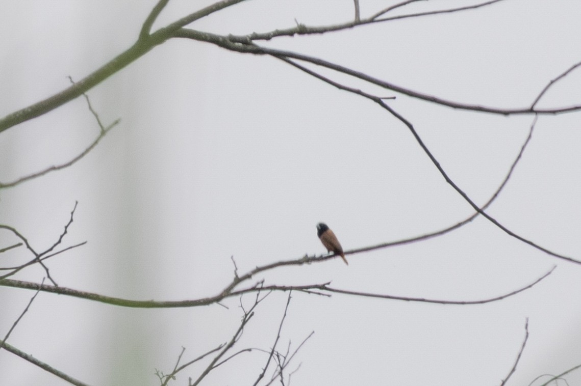 Chestnut Munia - ML646391479