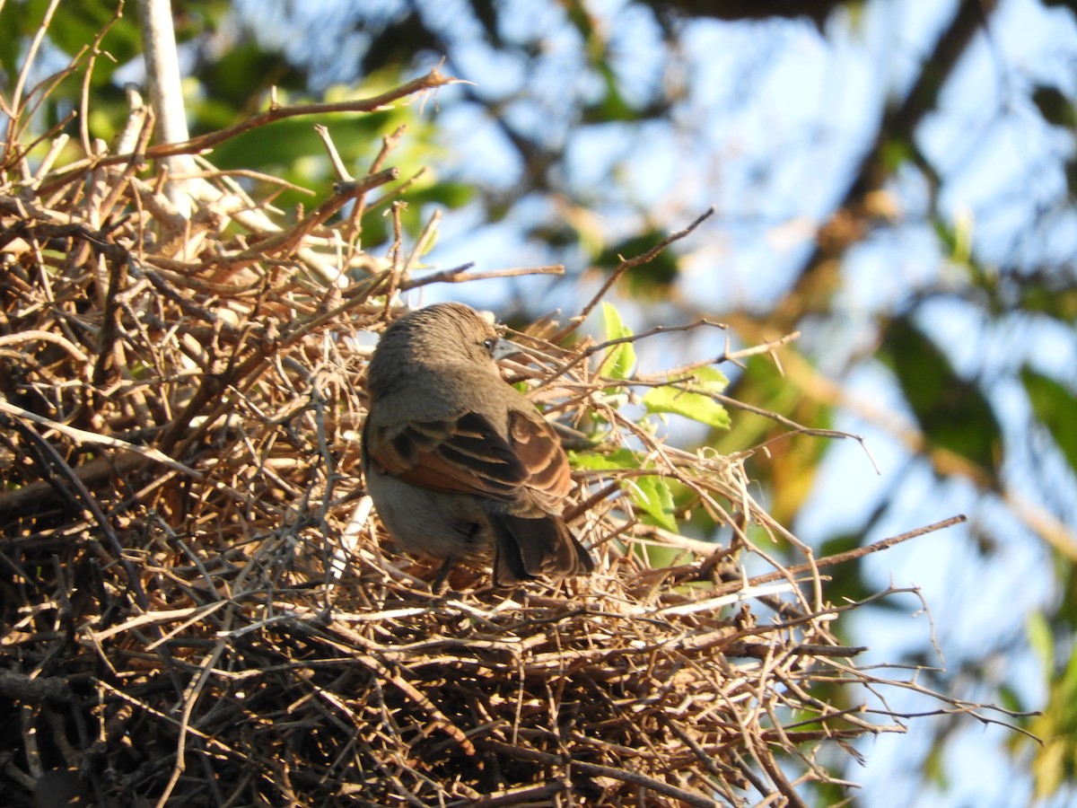 Grayish Baywing - ML646391480