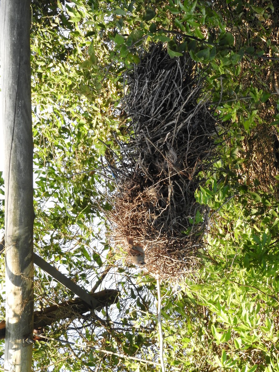 Grayish Baywing - ML646391481