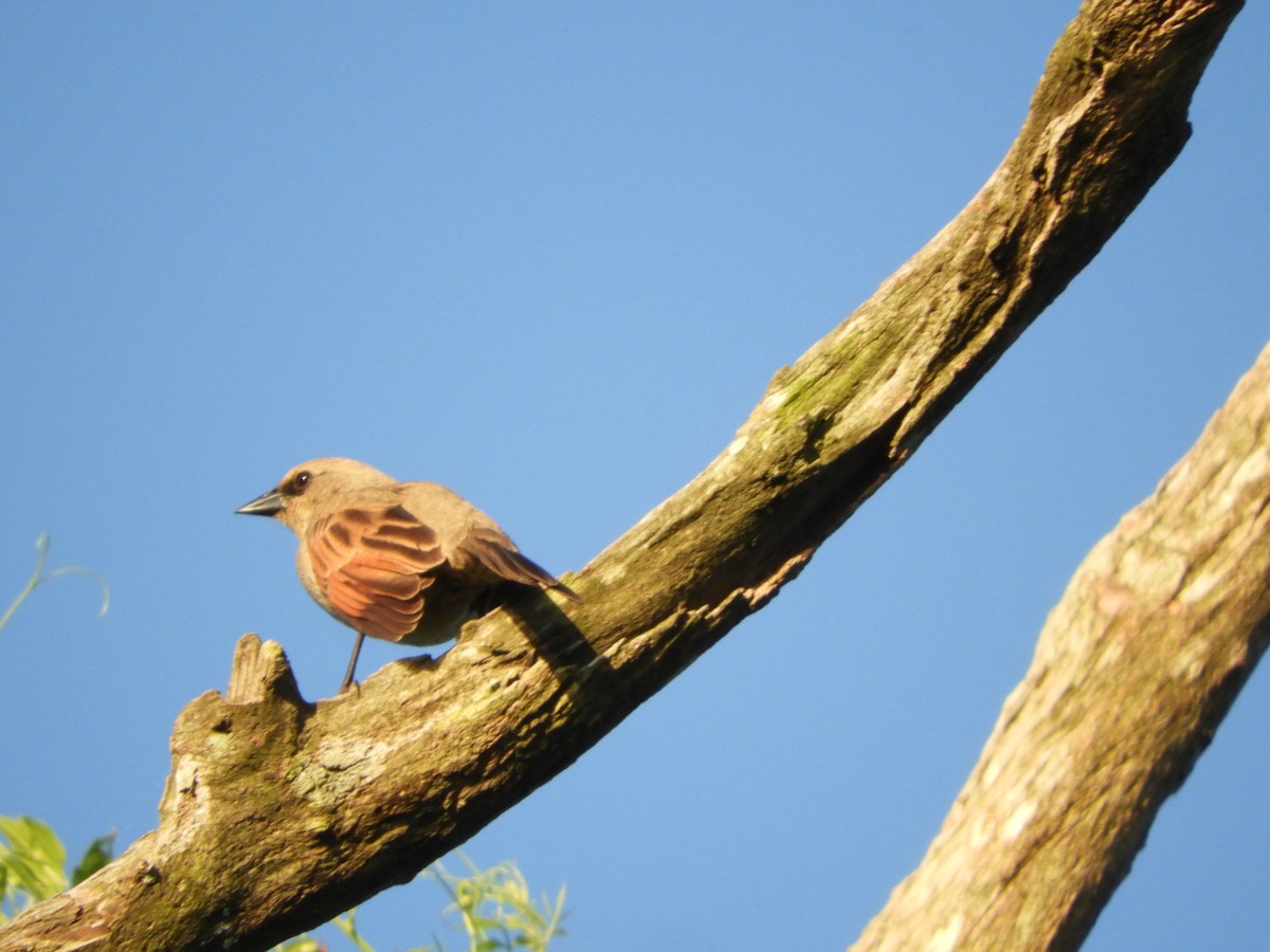 Grayish Baywing - ML646391482