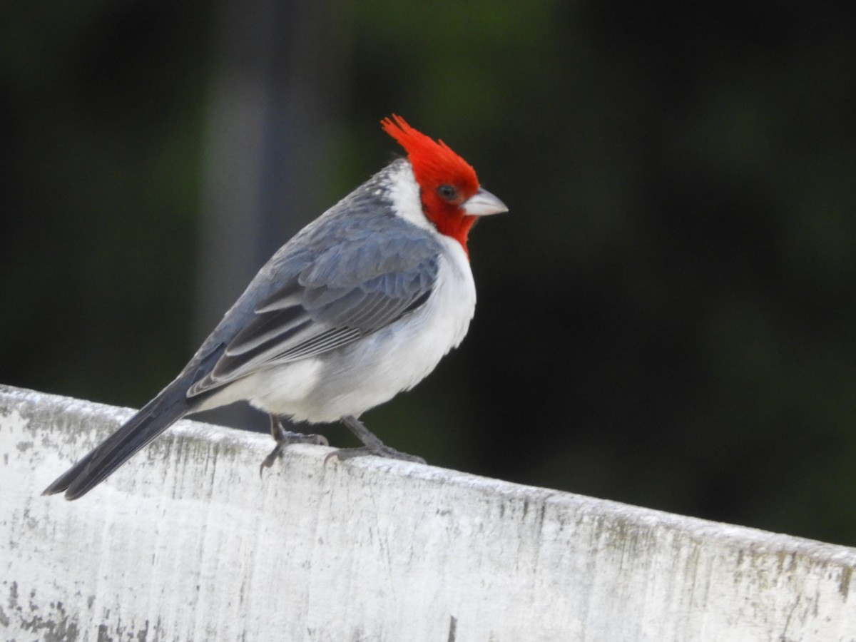 Red-crested Cardinal - ML646391503