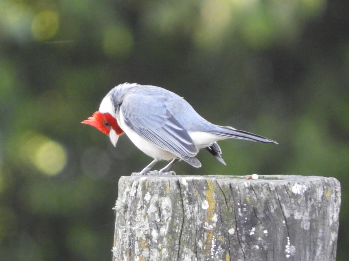 Red-crested Cardinal - ML646391504