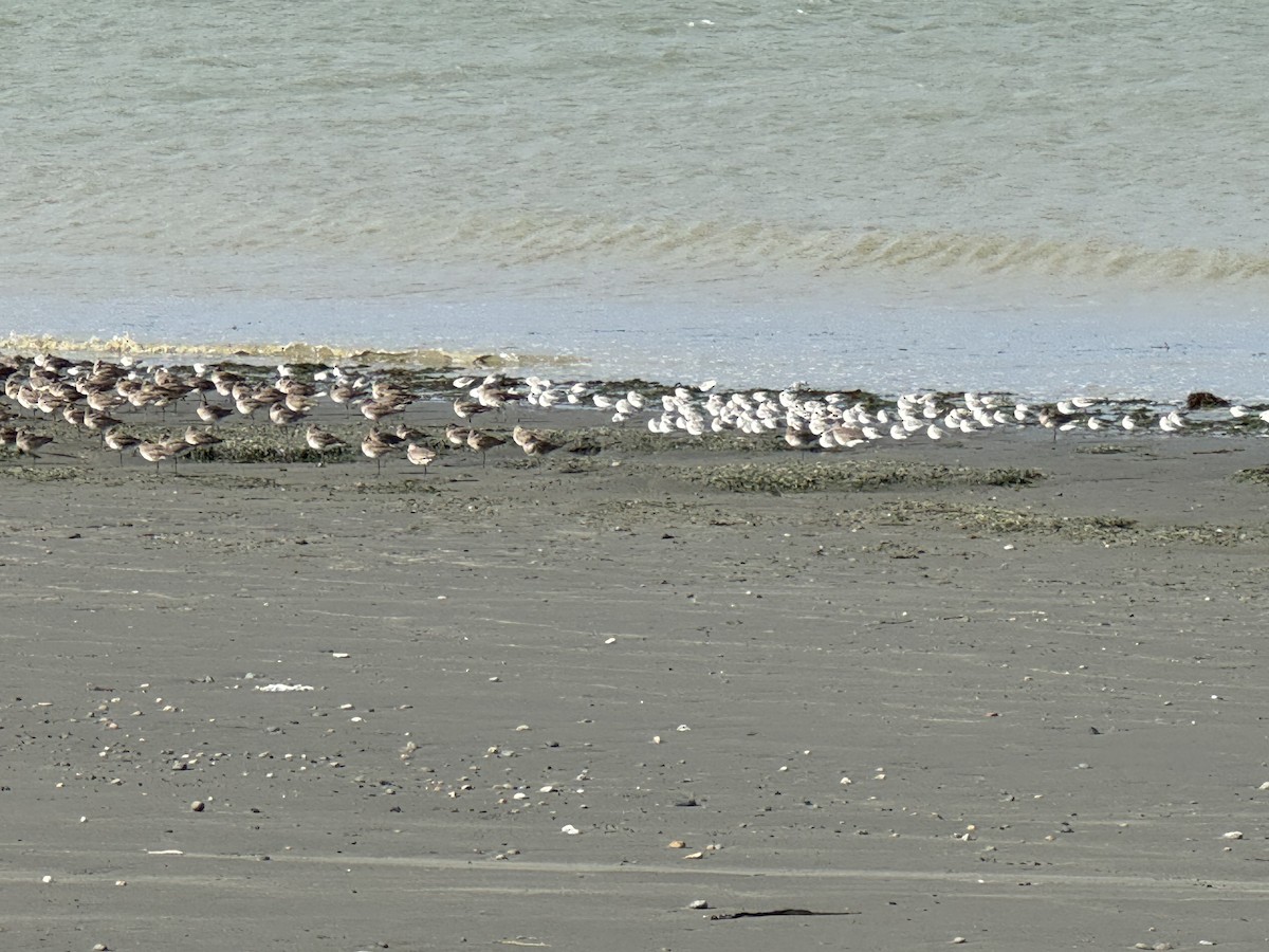 Sanderling - ML646391505