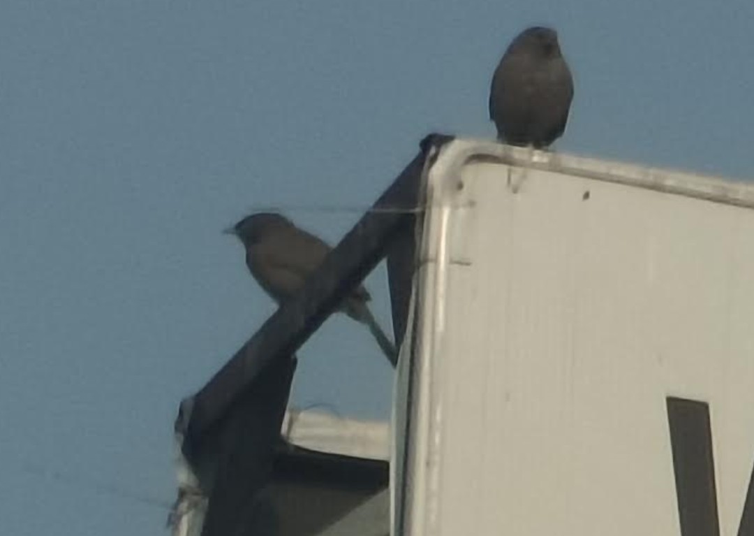 ツチイロヤブチメドリ - ML646391507