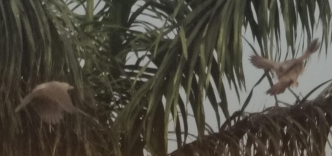 ツチイロヤブチメドリ - ML646391508