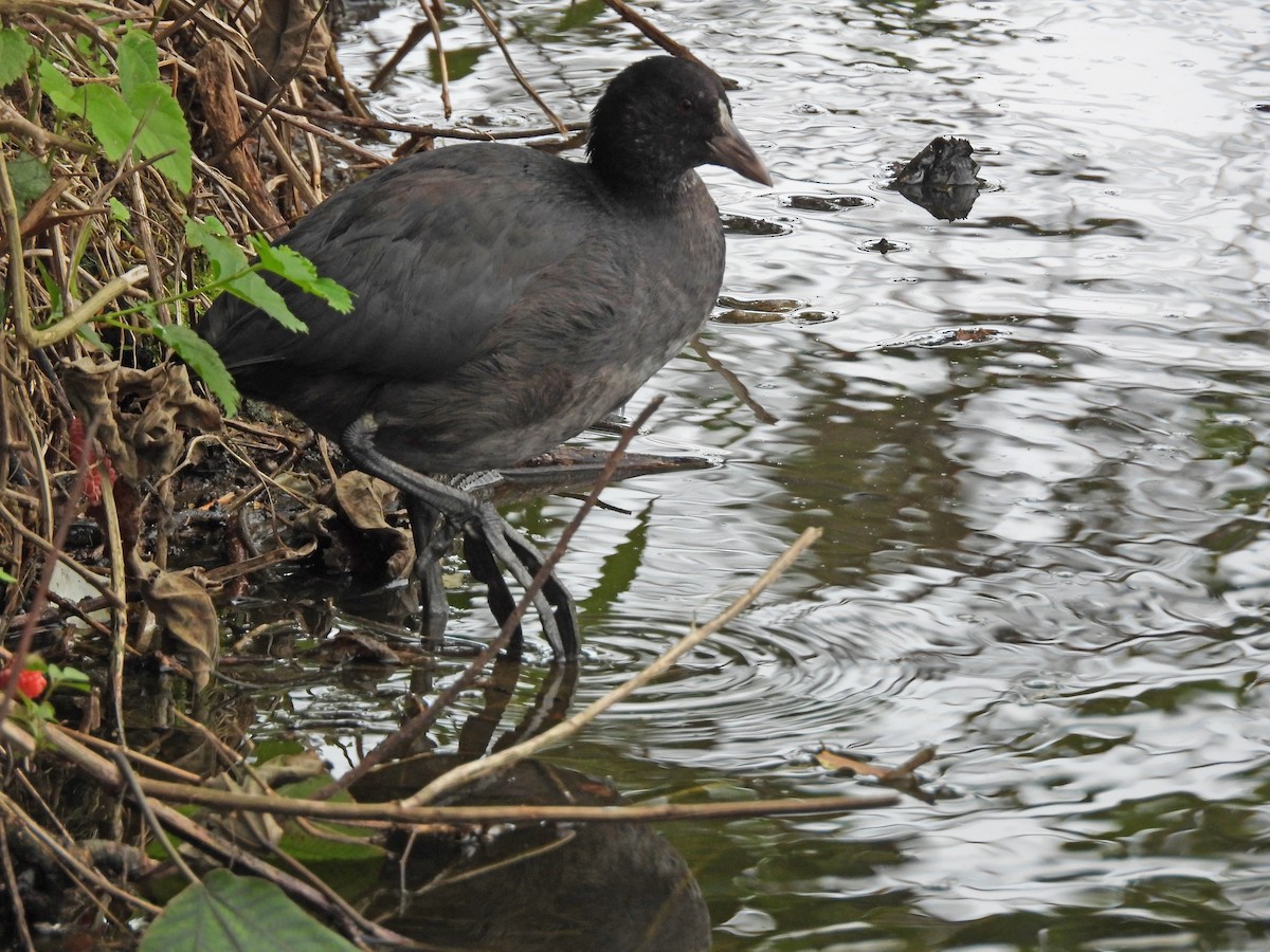 Eurasian Coot - ML646391509