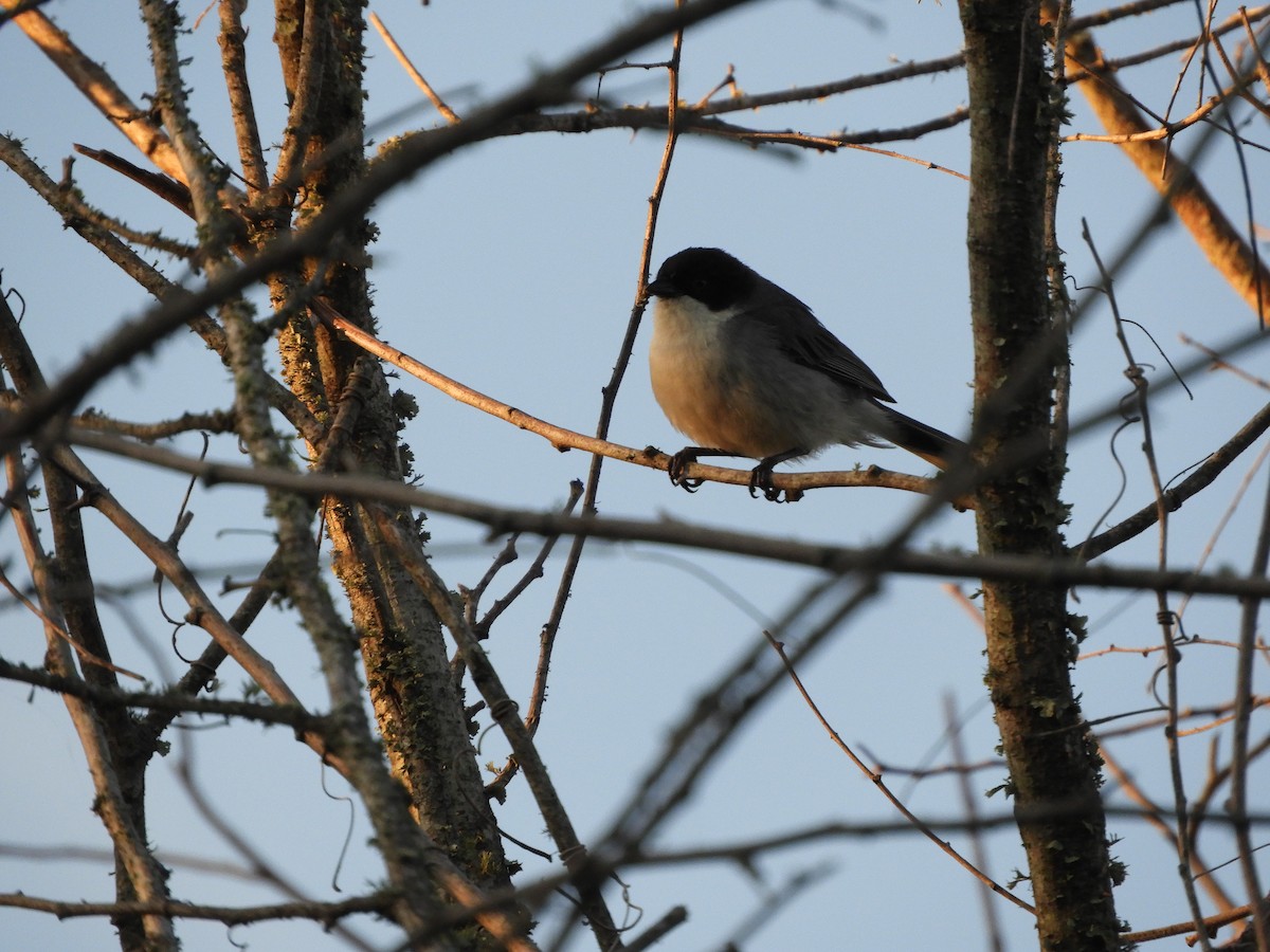 Black-capped Warbling Finch - ML646391510