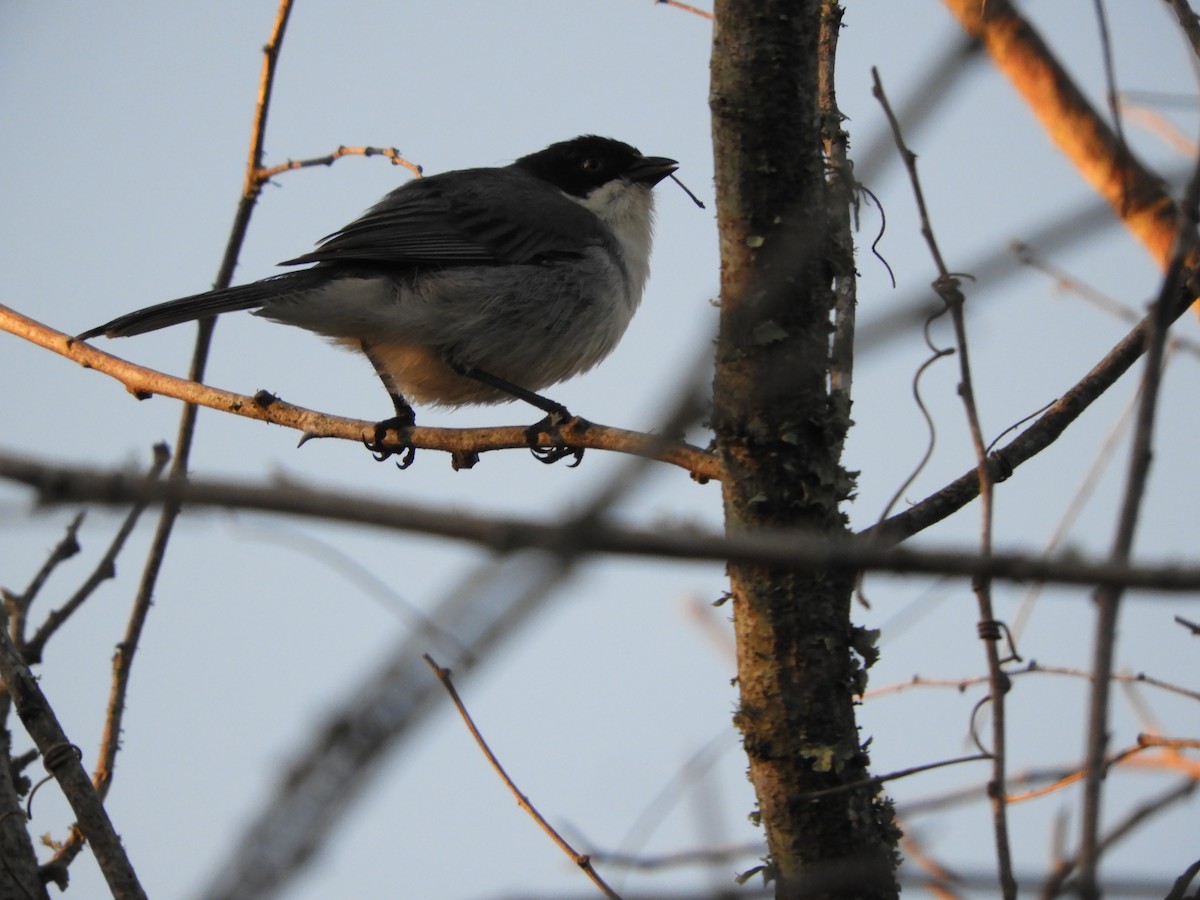 Black-capped Warbling Finch - ML646391511