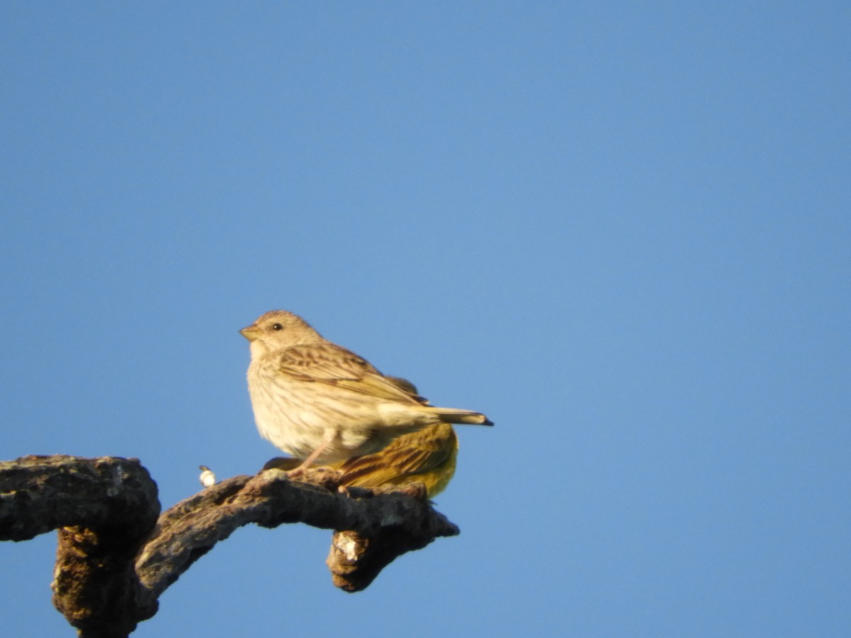 Saffron Finch - ML646391534