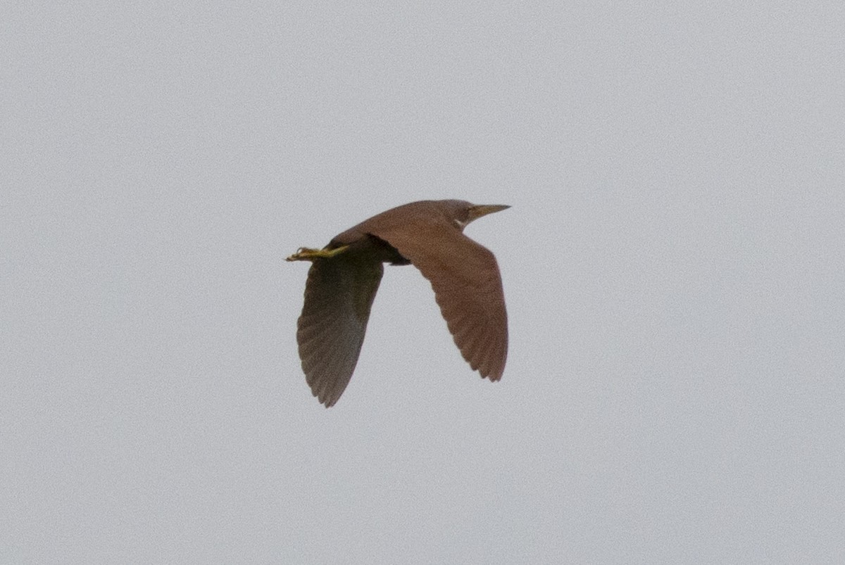 Cinnamon Bittern - ML646391535