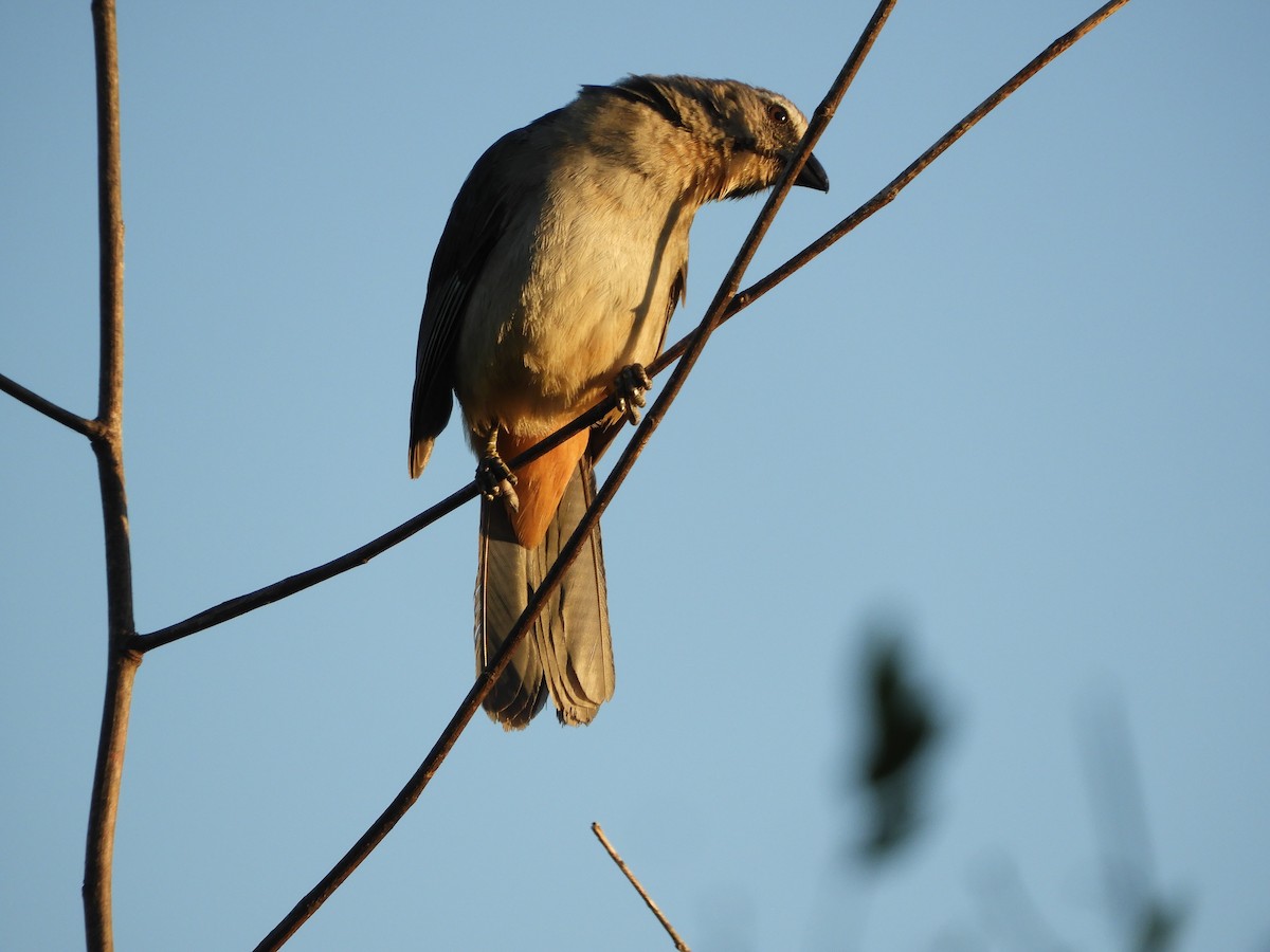 Bluish-gray Saltator - ML646391537