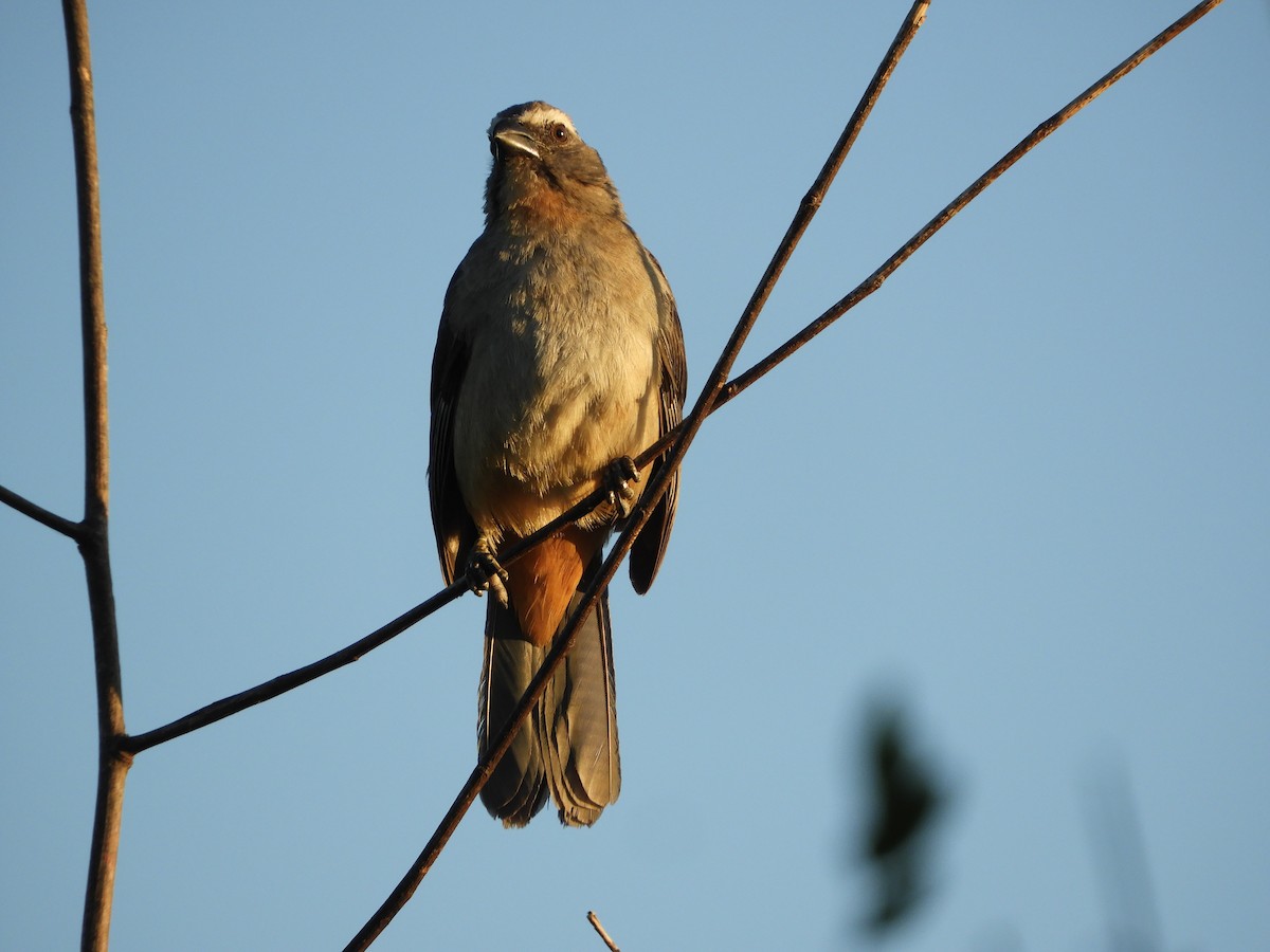 Bluish-gray Saltator - ML646391538