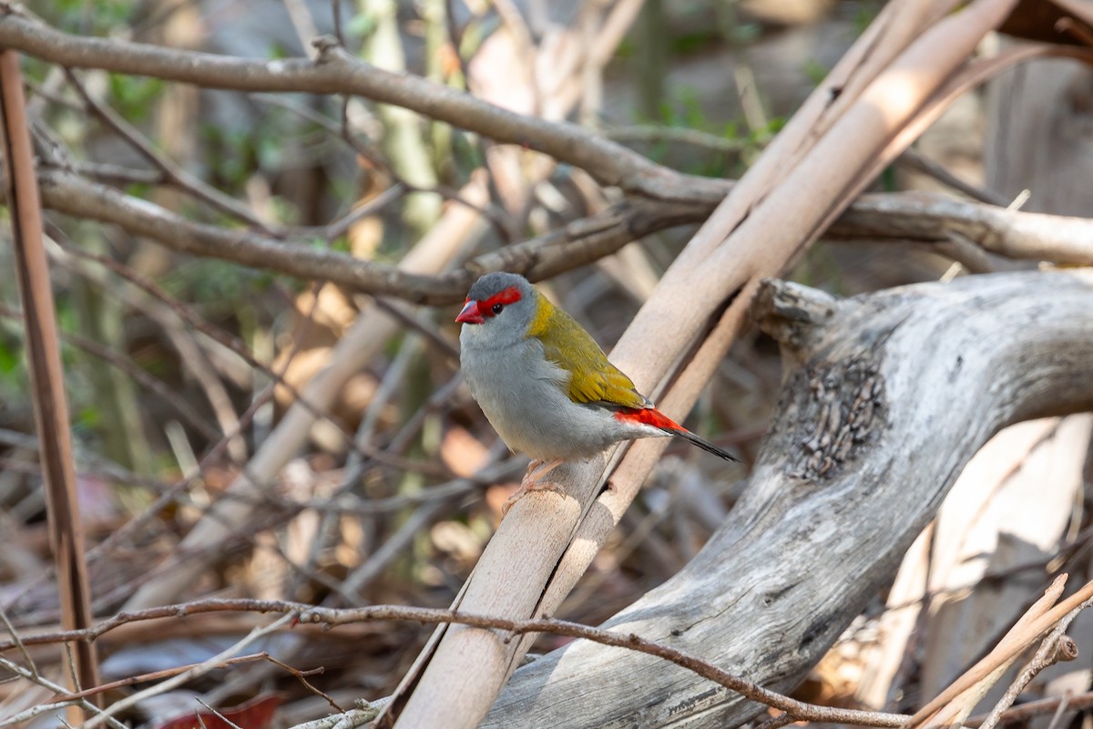 Red-browed Firetail - ML646391539