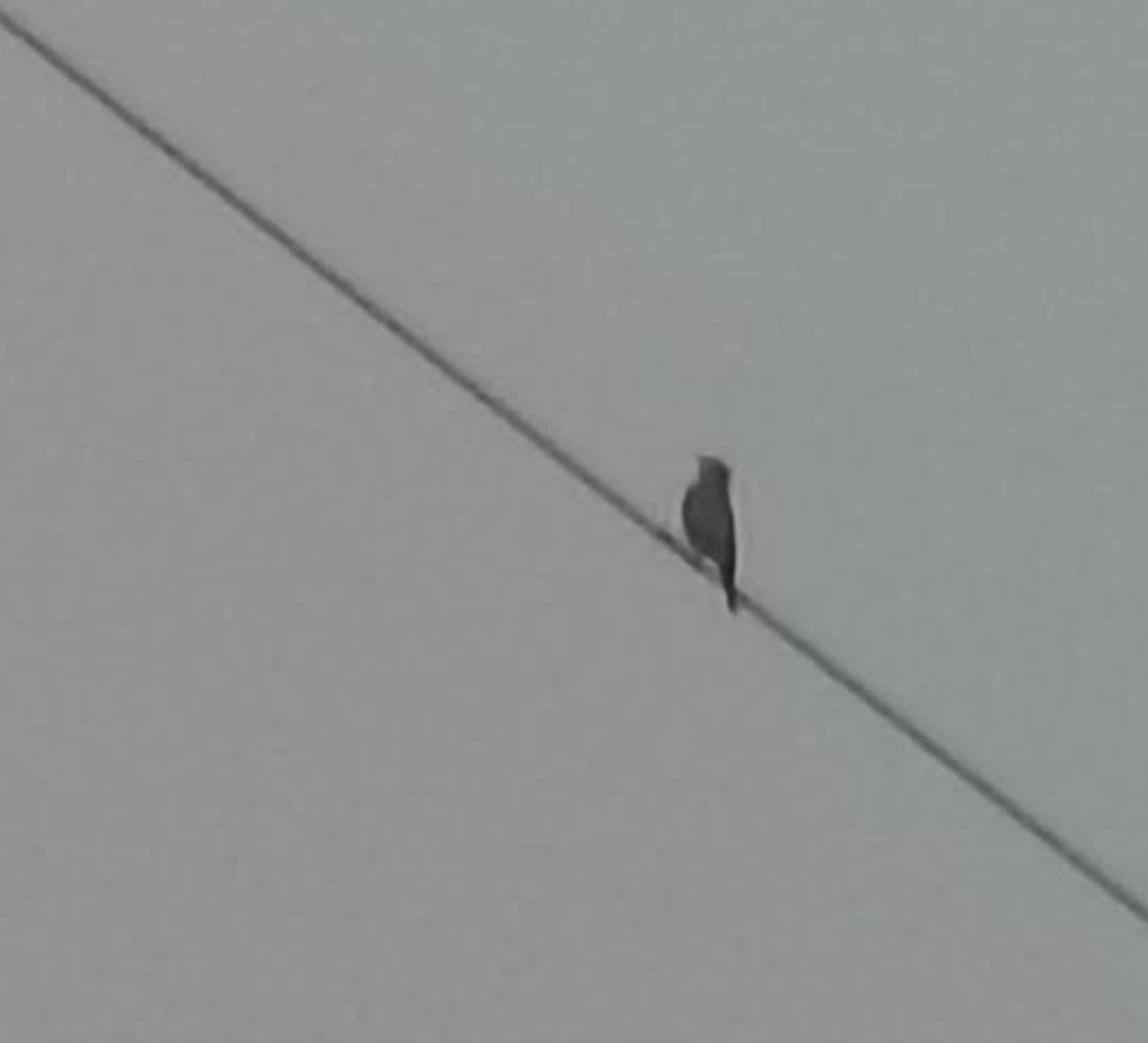 オジロビタキ - ML646391549