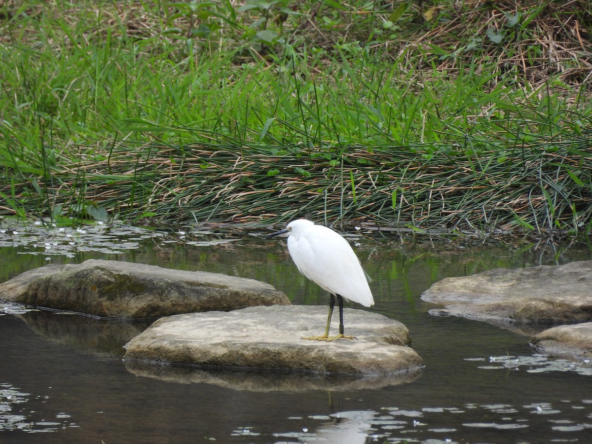 Little Egret - ML646391551