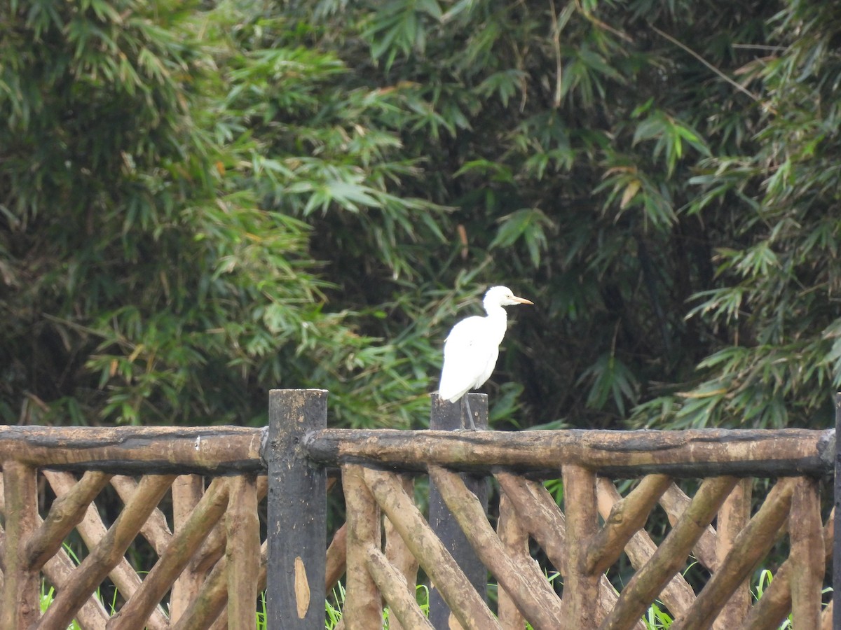Eastern Cattle-Egret - ML646391552