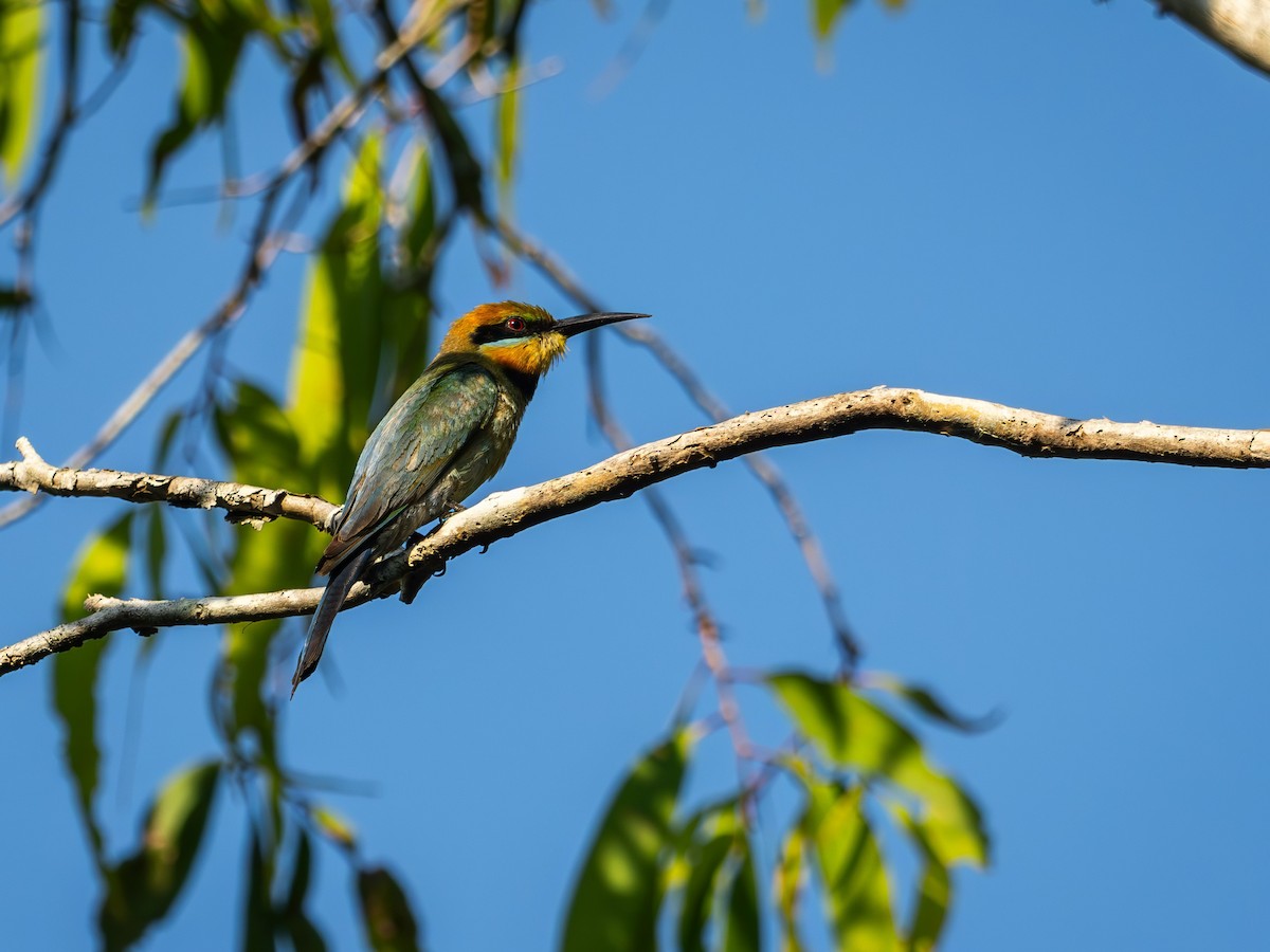 Rainbow Bee-eater - ML646391553