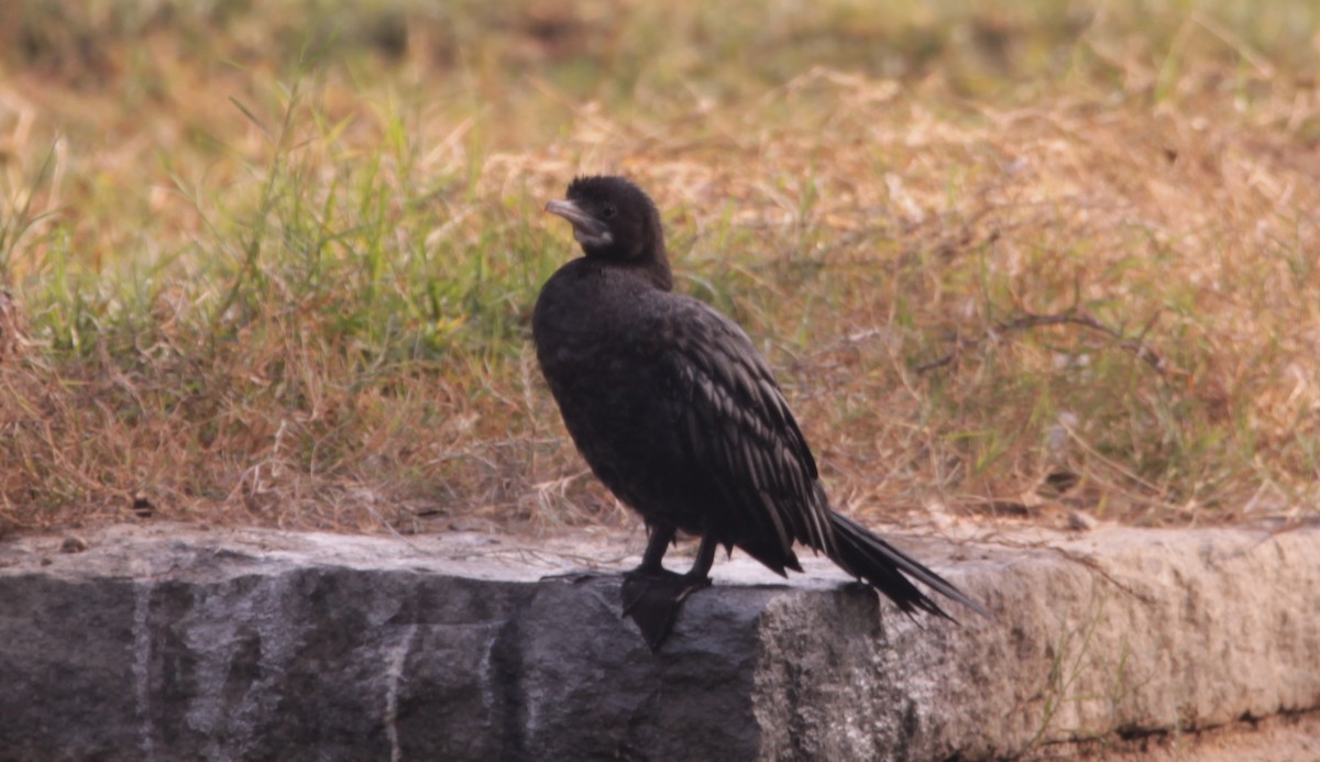 Little Cormorant - ML646391554
