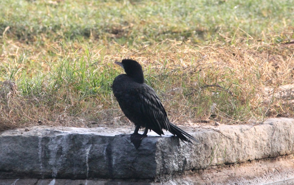 Little Cormorant - ML646391555