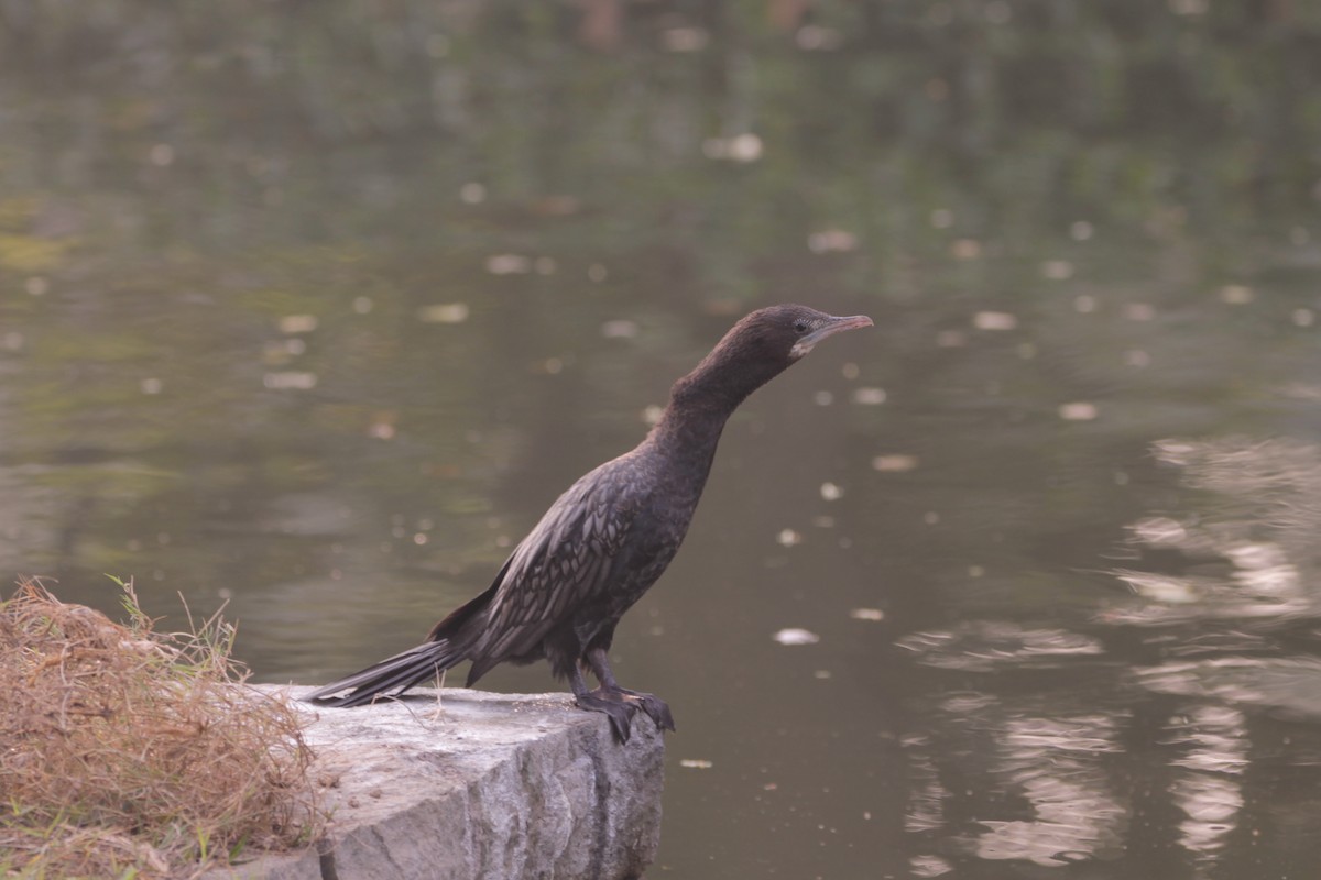 Little Cormorant - ML646391556
