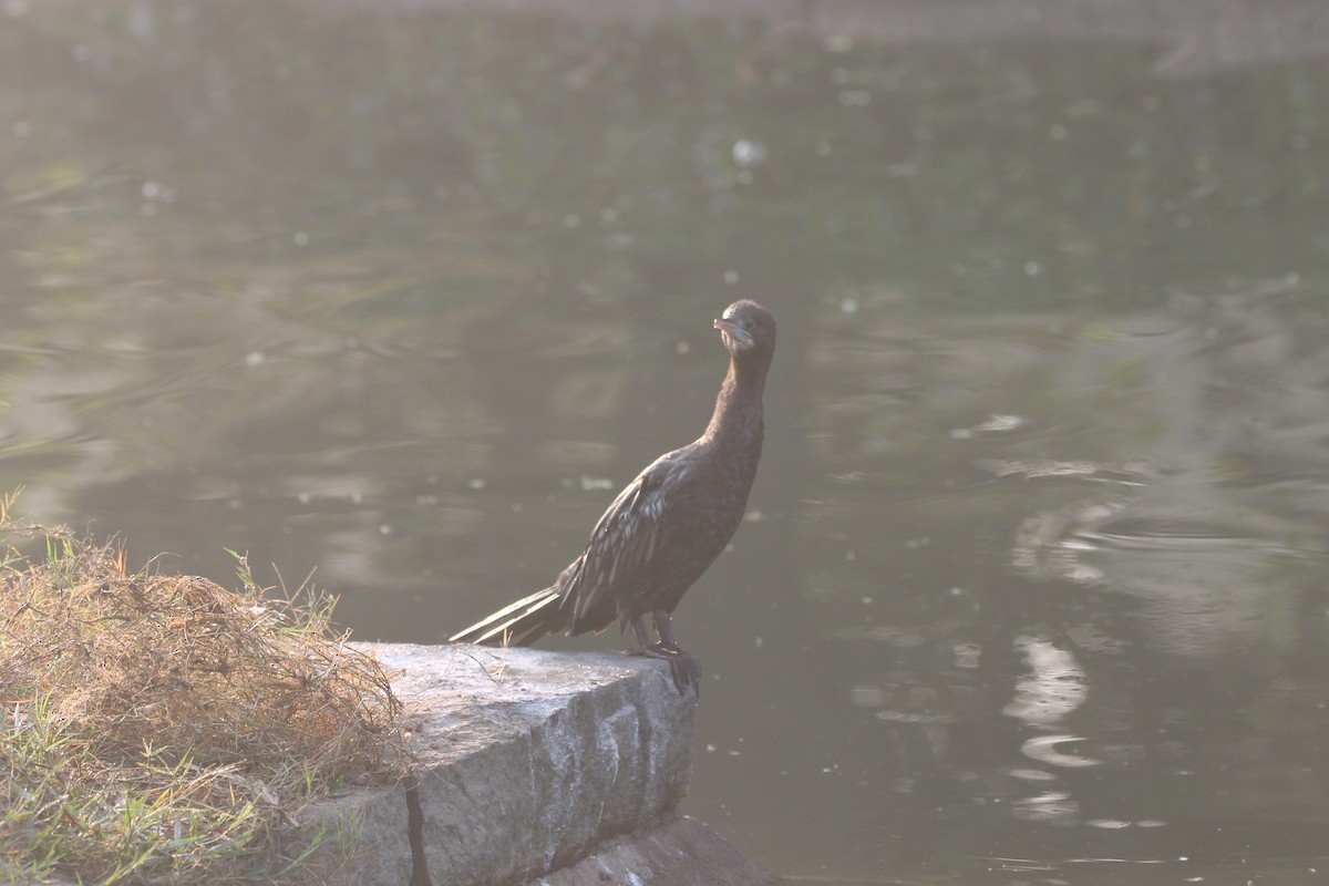 Little Cormorant - ML646391557