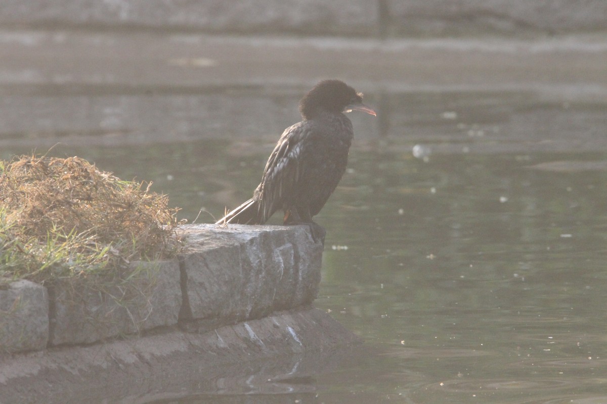 Little Cormorant - ML646391558