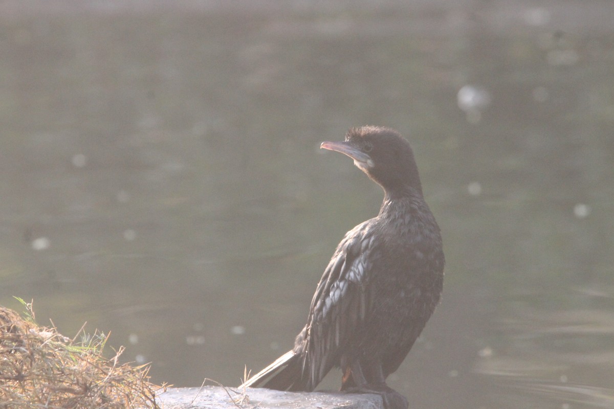 Little Cormorant - ML646391560