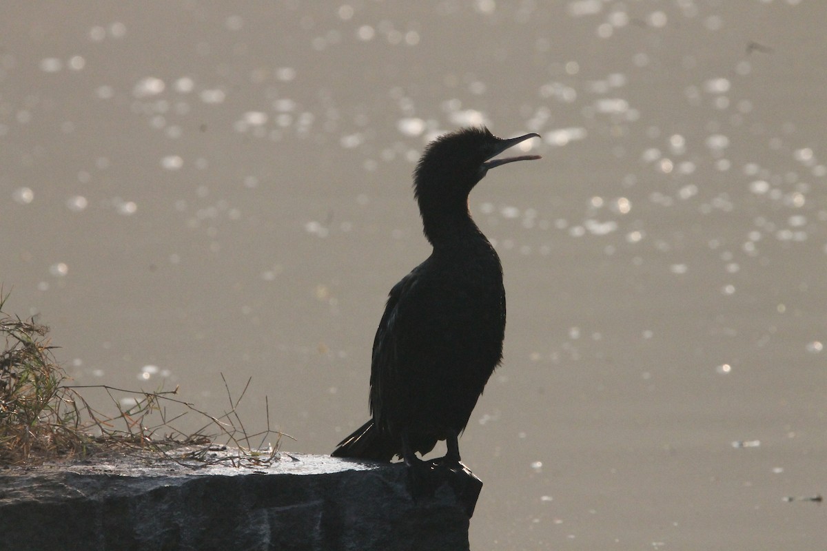 Little Cormorant - ML646391561