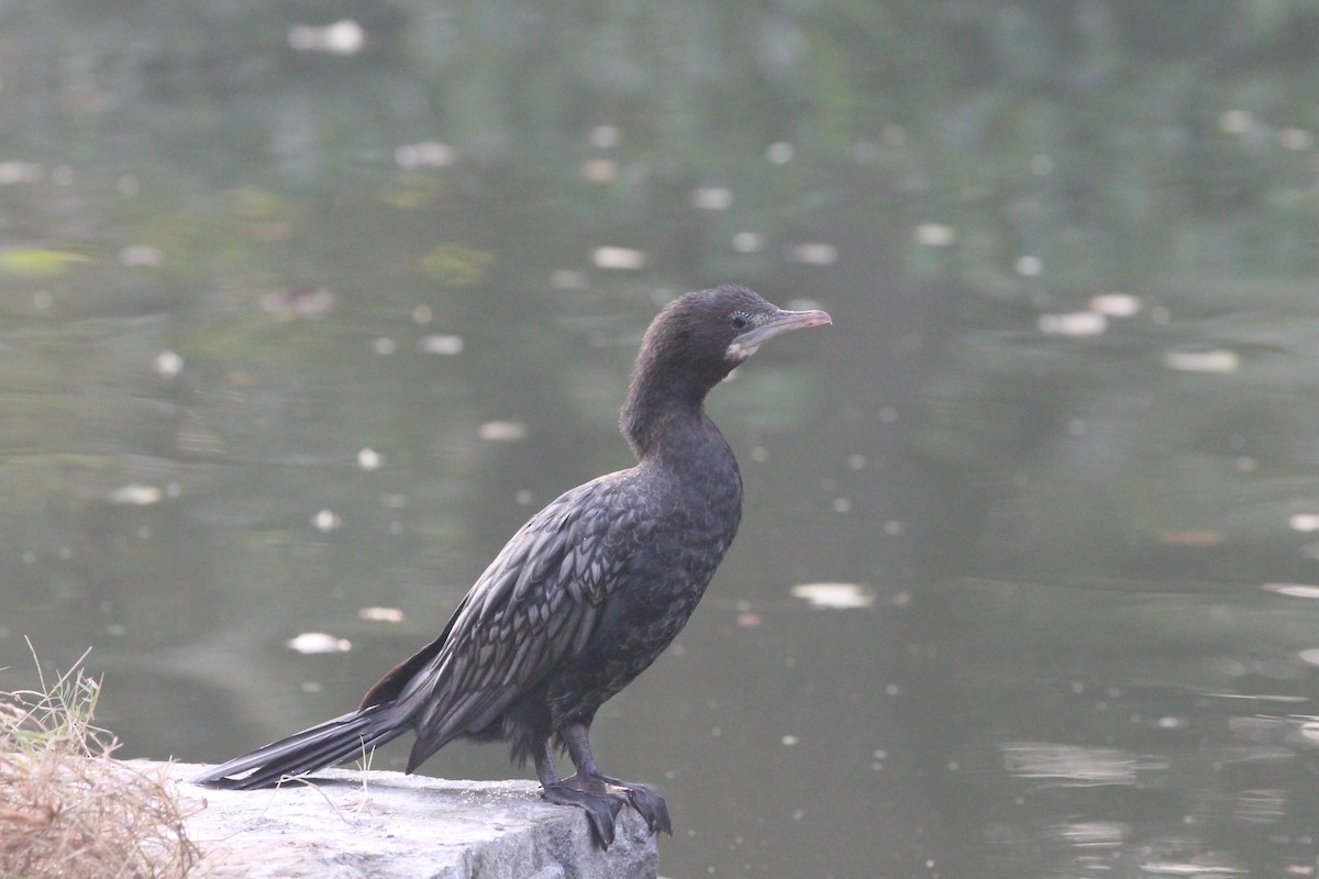 Little Cormorant - ML646391562