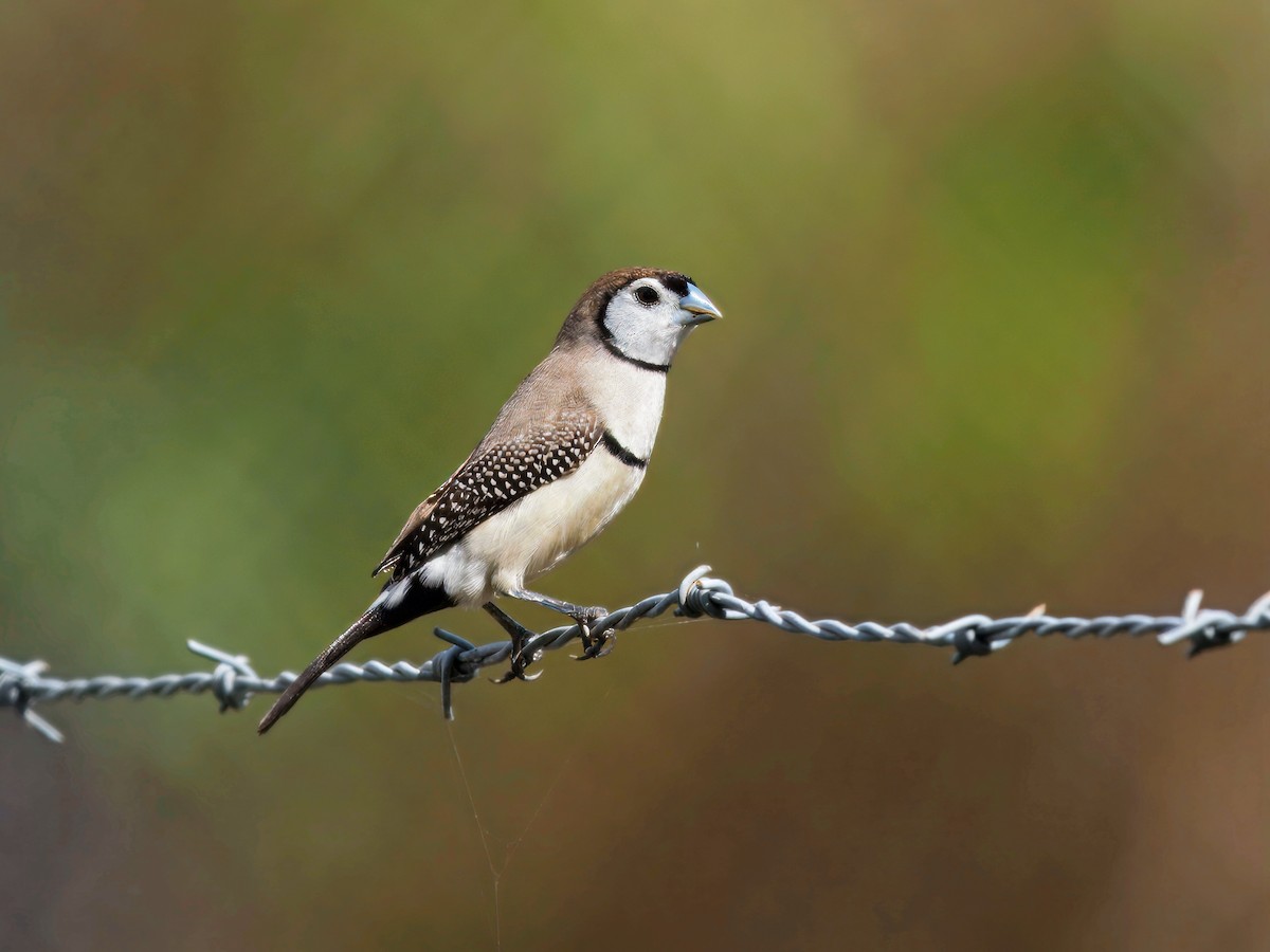 Double-barred Finch - ML646391563
