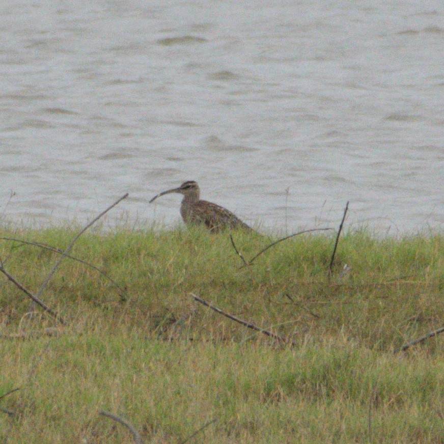 Chiurlo piccolo - ML646391565