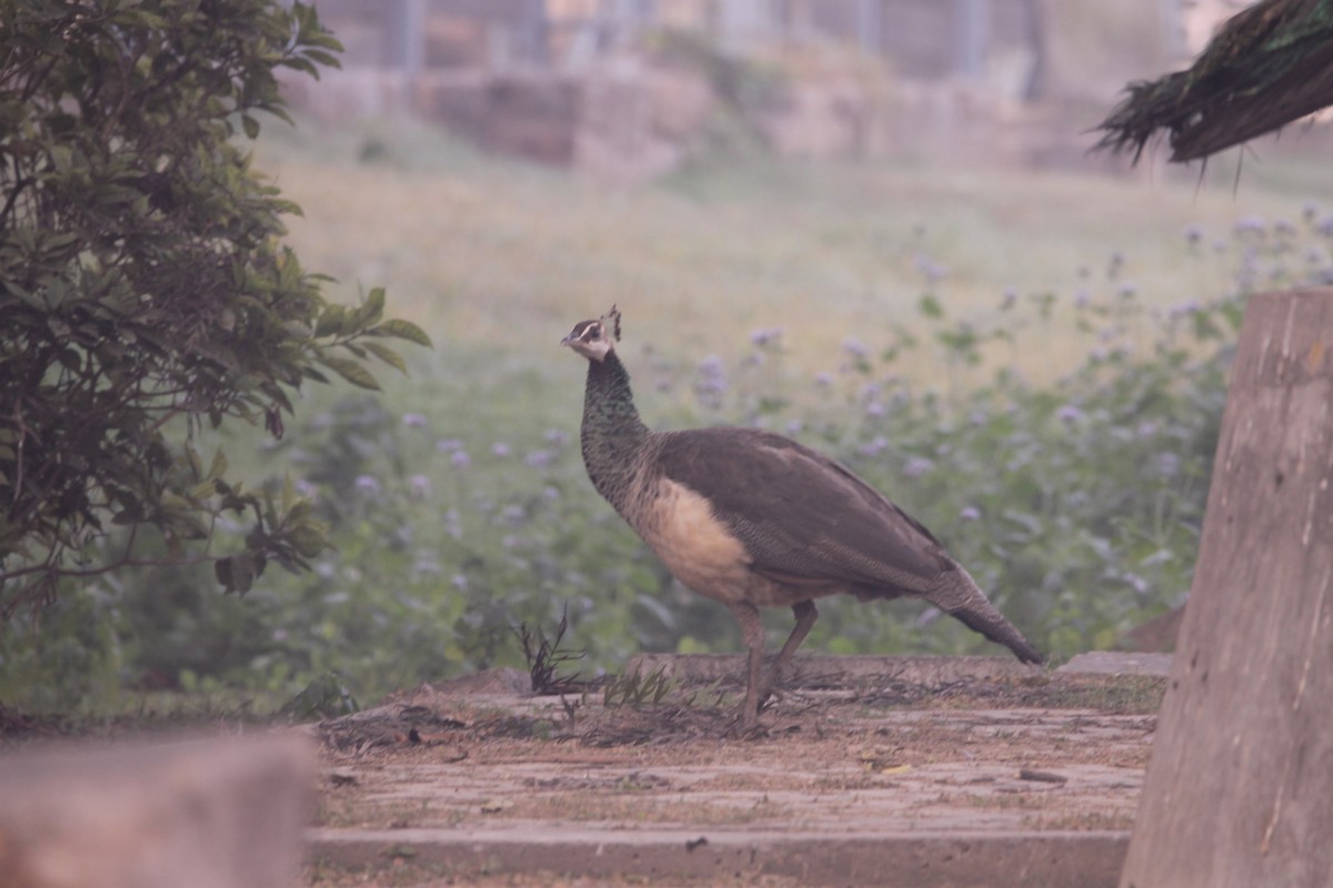 Pavone - ML646391566