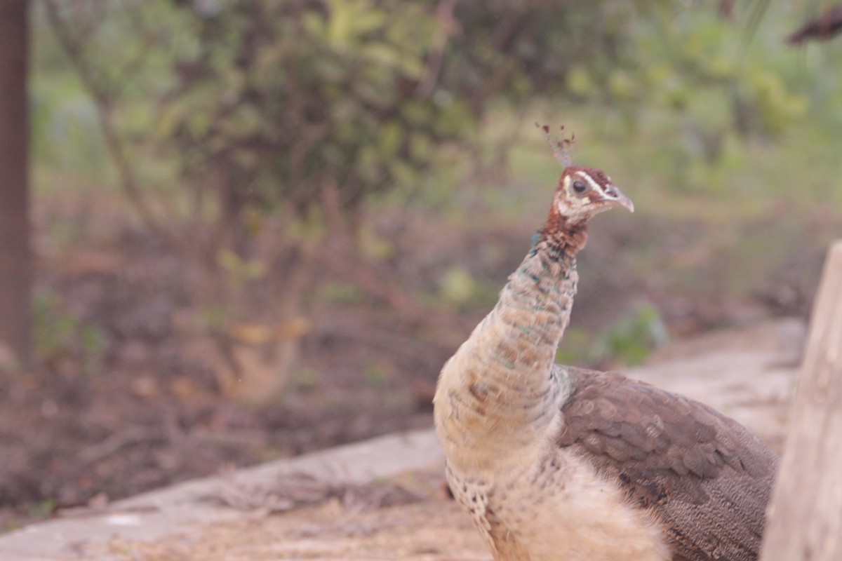 Pavone - ML646391567