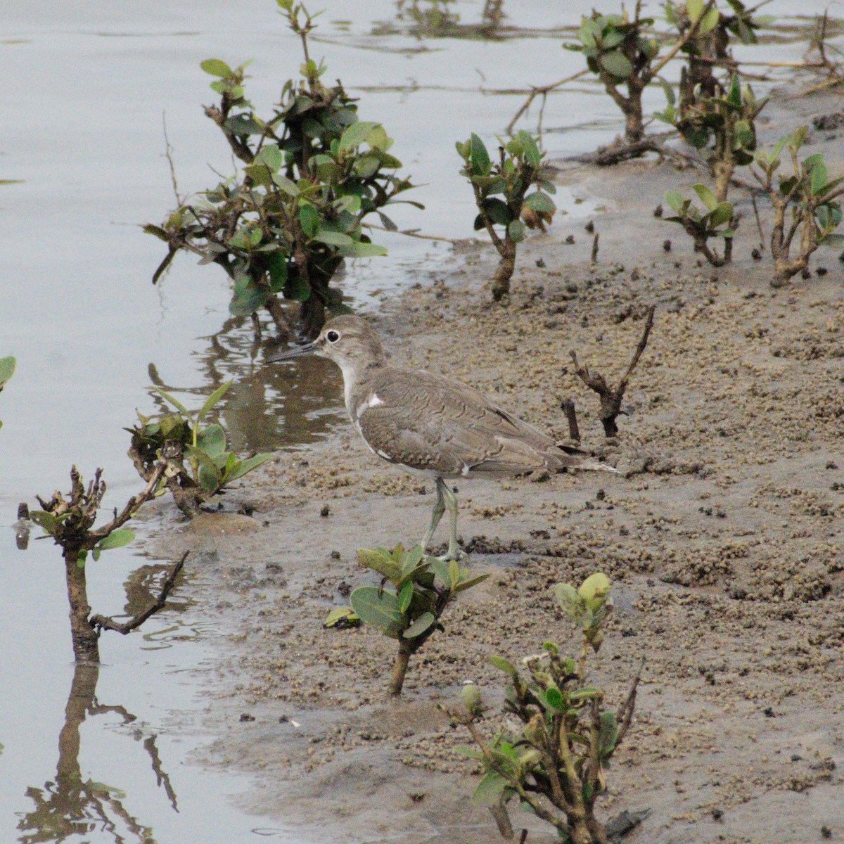 Piro piro piccolo - ML646391568