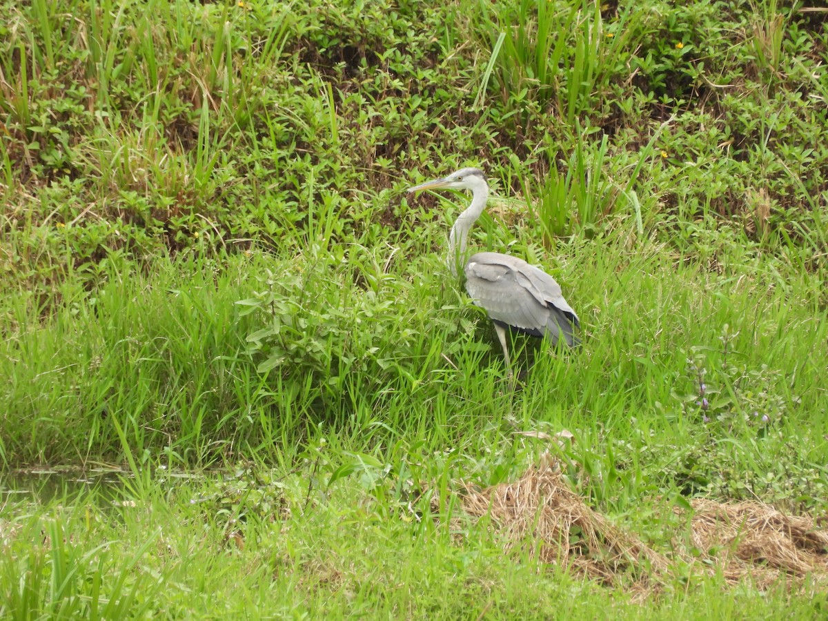 Airone cenerino - ML646391574
