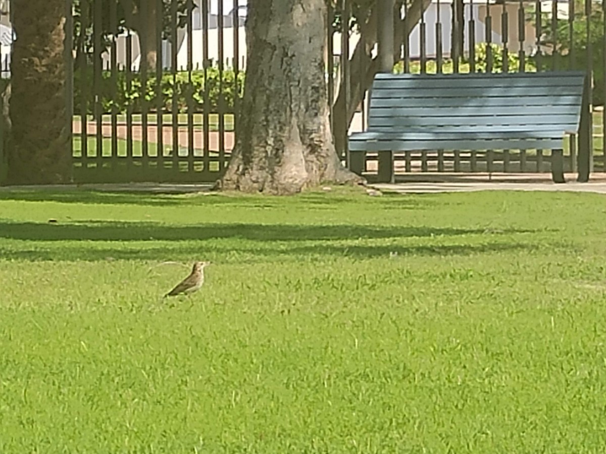 Prispolone - ML646391576