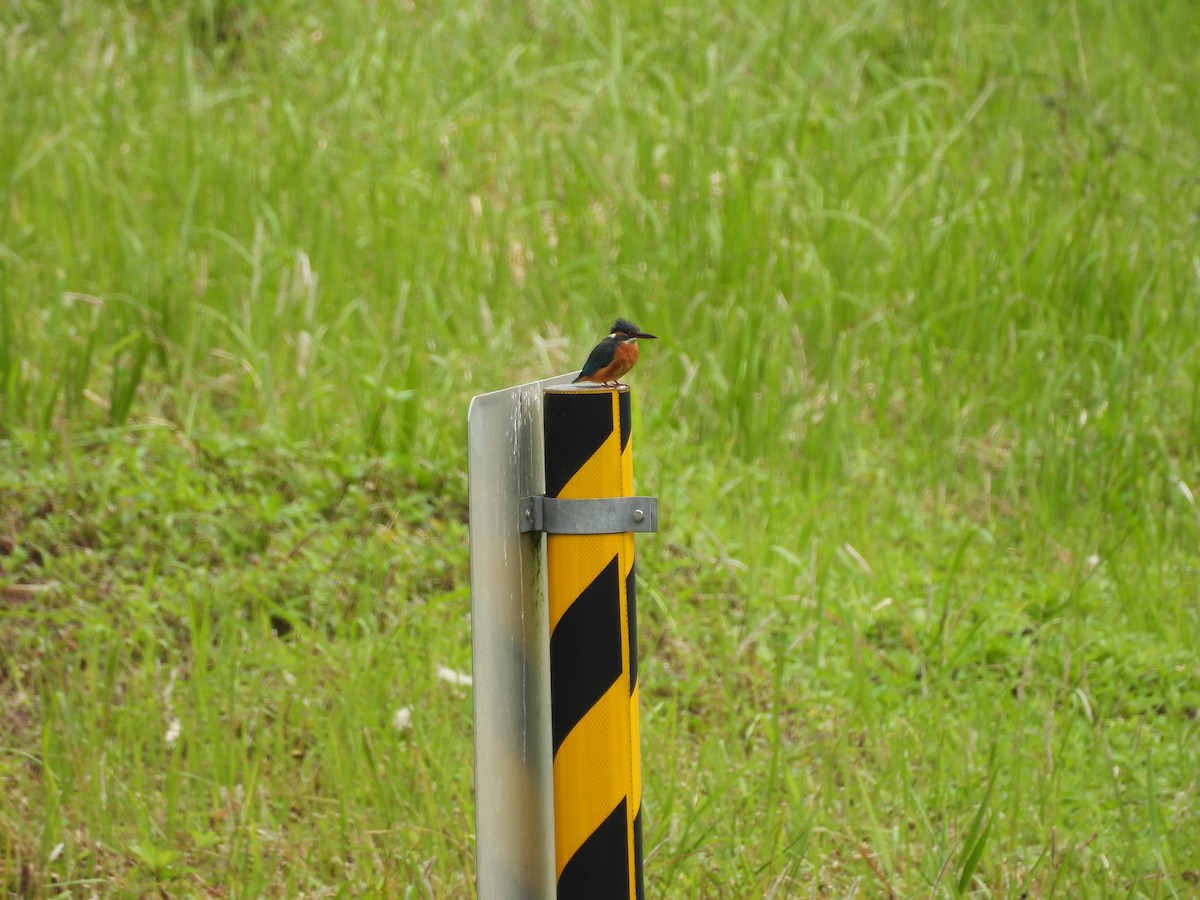 Martin pescatore - ML646391577