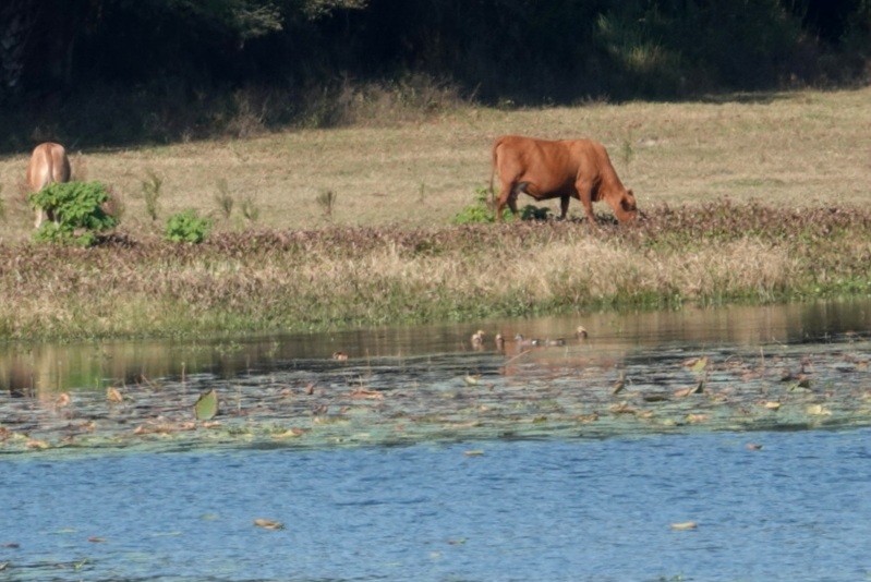 Fischione americano - ML646391578